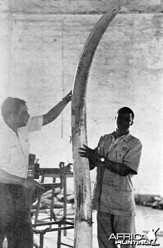 132 pounds and 7 and a half feet long Elephant tusk
