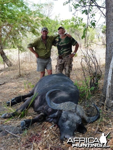 Buffalo hunt in Tanzania