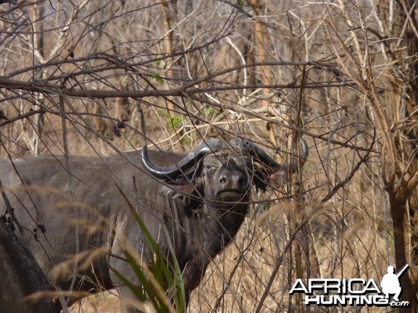 Old bull in Tanzania