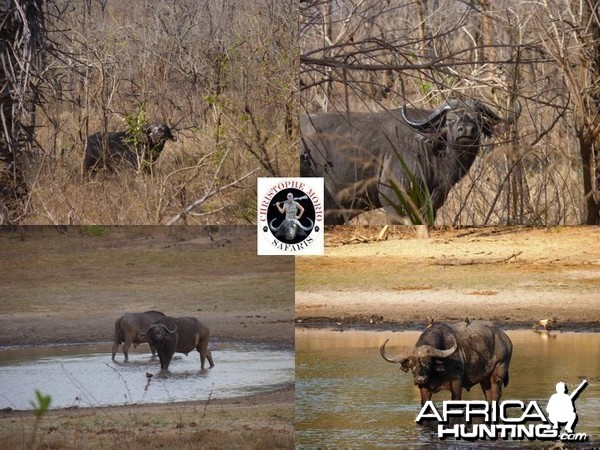 Buffaloes from Selous