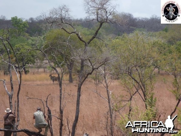 East african Eland