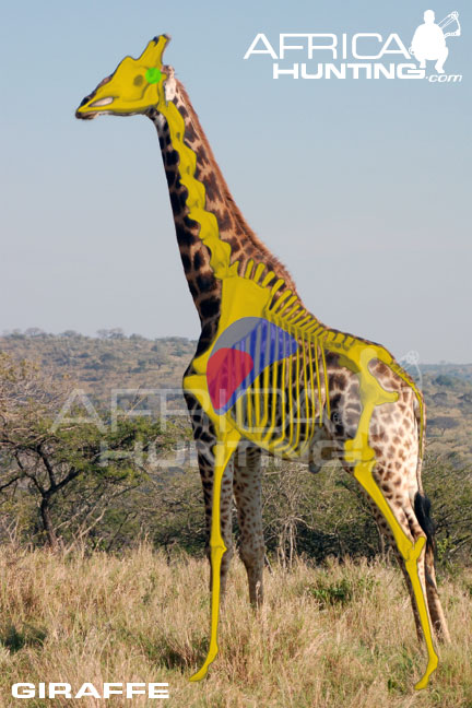 giraffe placement shot hunting africahunting africa bowhunting bow heart true dec did better