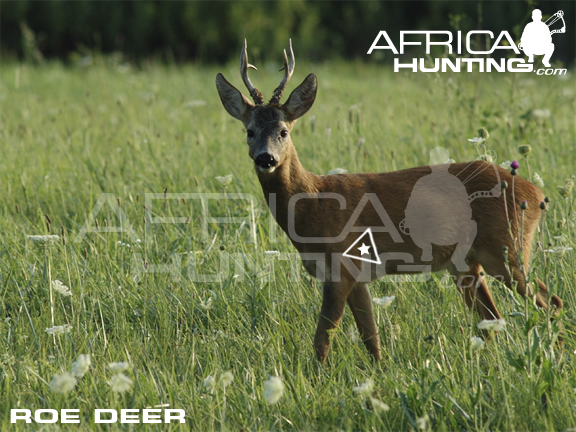 Archery deer hunting vitals