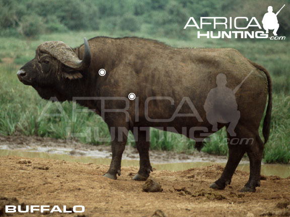 http://www.africahunting.com/hunting/shot-placement/buffalo_perfect_shot.jpg