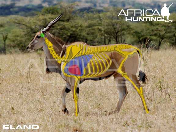 http://www.africahunting.com/hunting/shot-placement/eland_shot_placement.jpg