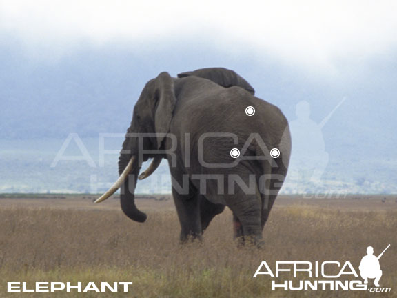 elephant rear view