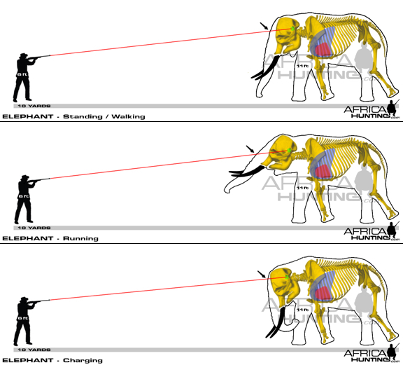  - elephant_shot_simulation