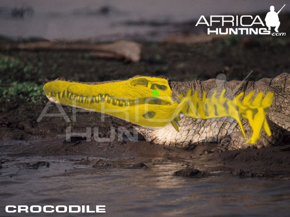 hunting crocodile