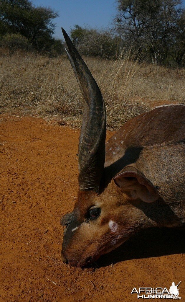 3-horn Limpopo Bushbuck taken in the Limpopo province in South Africa