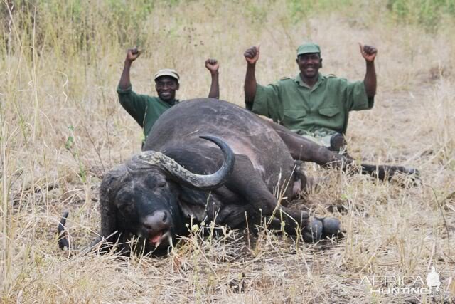 42 inch Buffalo hunted in Zimbabwe with Pelandaba Safaris