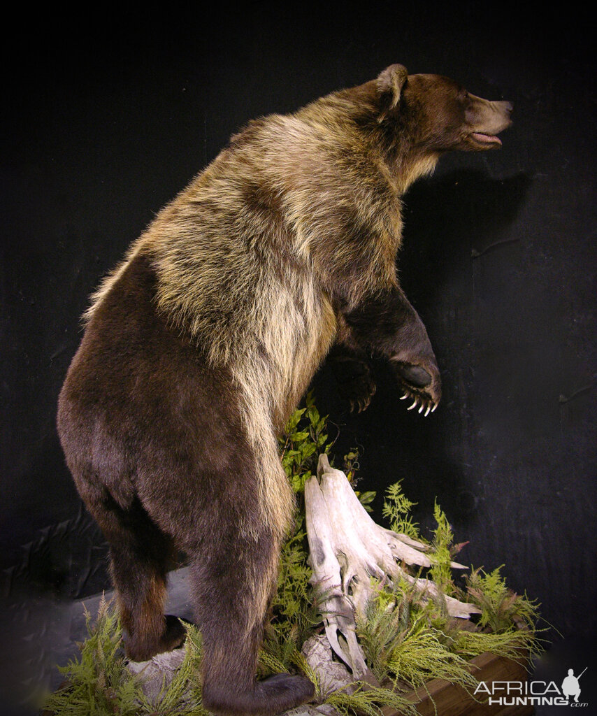8 Footer Brown Bear Full Mount Taxidermy