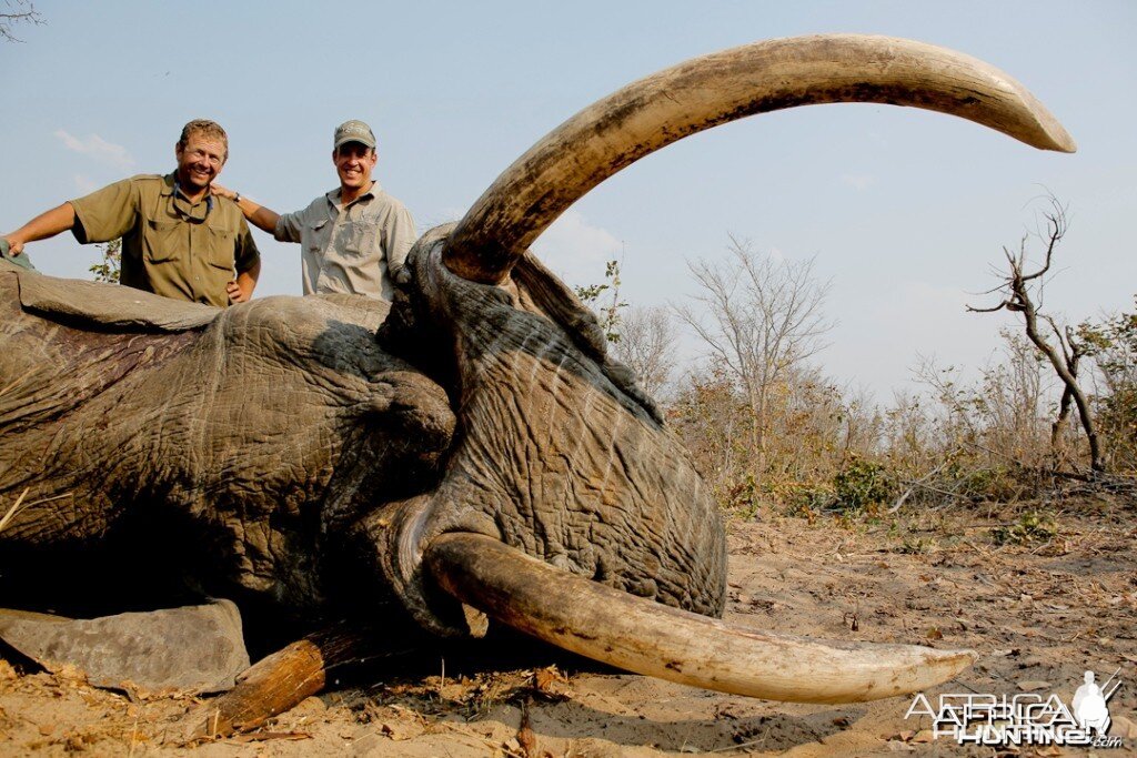 95x77 pounds Elephant Zimbabwe