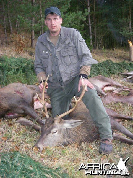 A fine 3B Hirsch from the 2009 Cull Shoot, Grafenwohr Germany