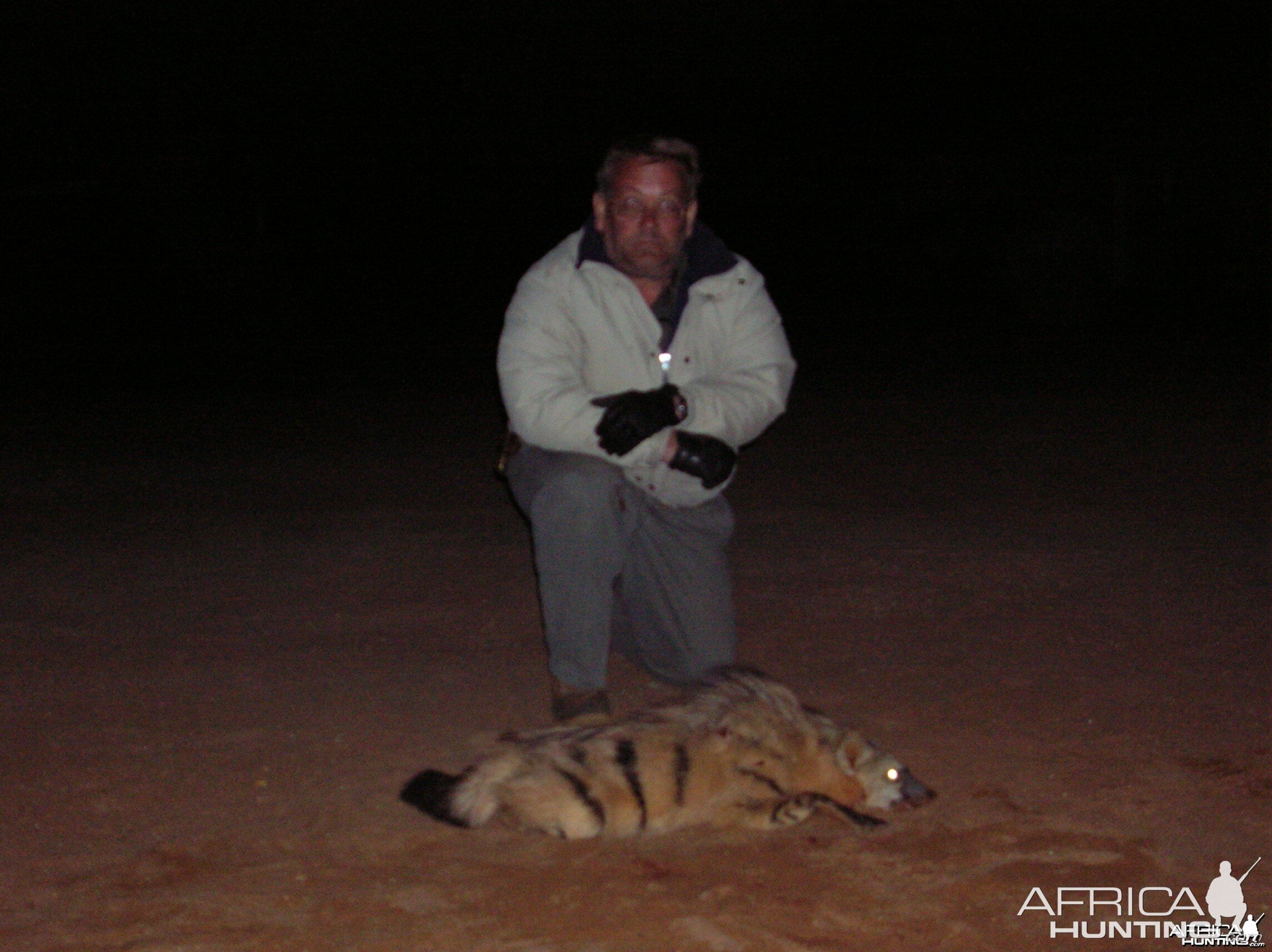 Aardwolf Hunted in Namibia