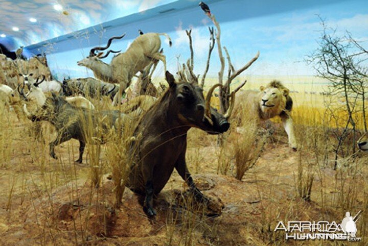 Africa Diorama at the Keszthely Hunting Museum by Bela Hidvegi