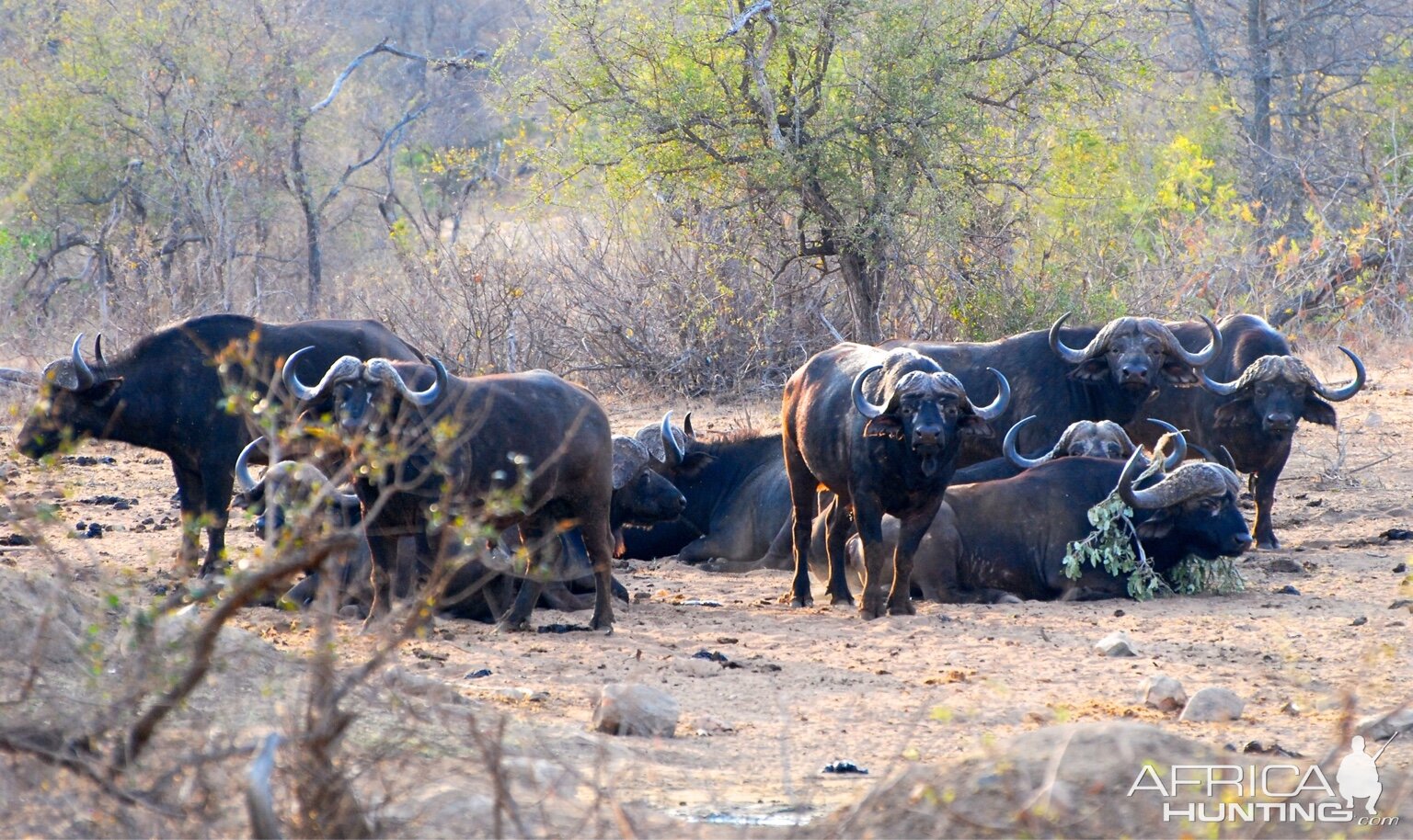 African Buffallo Wildlife