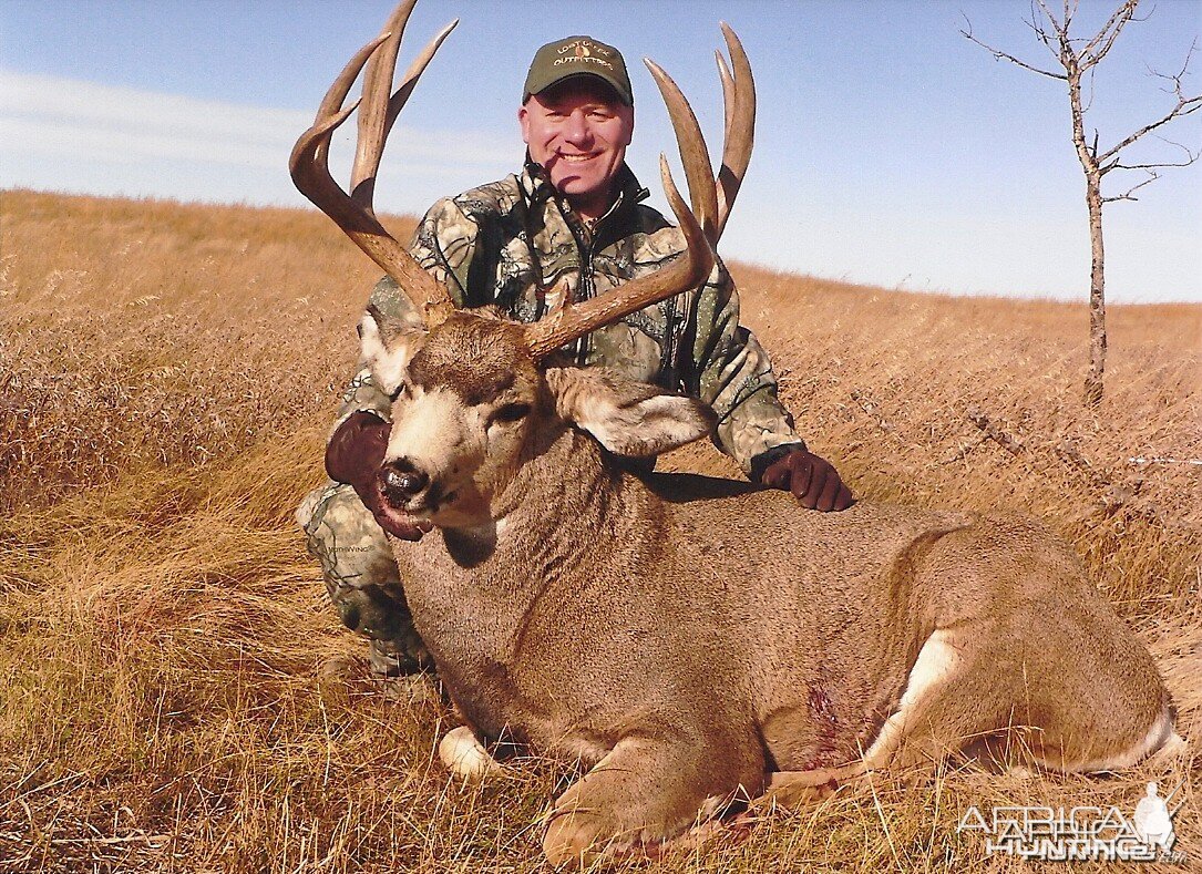 Alberta Canada Mule Deer