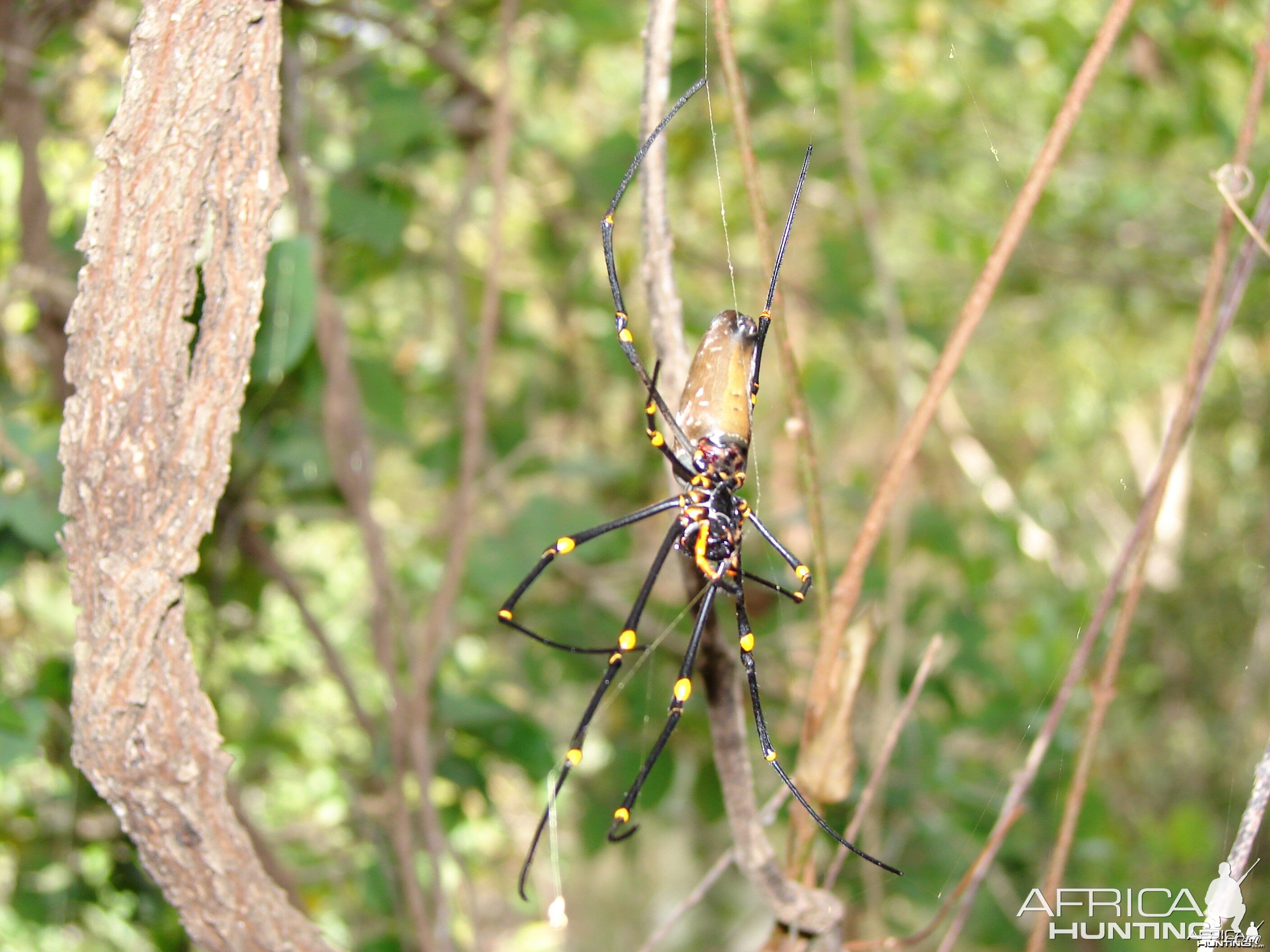 Arnhemland scenery & wildlife.