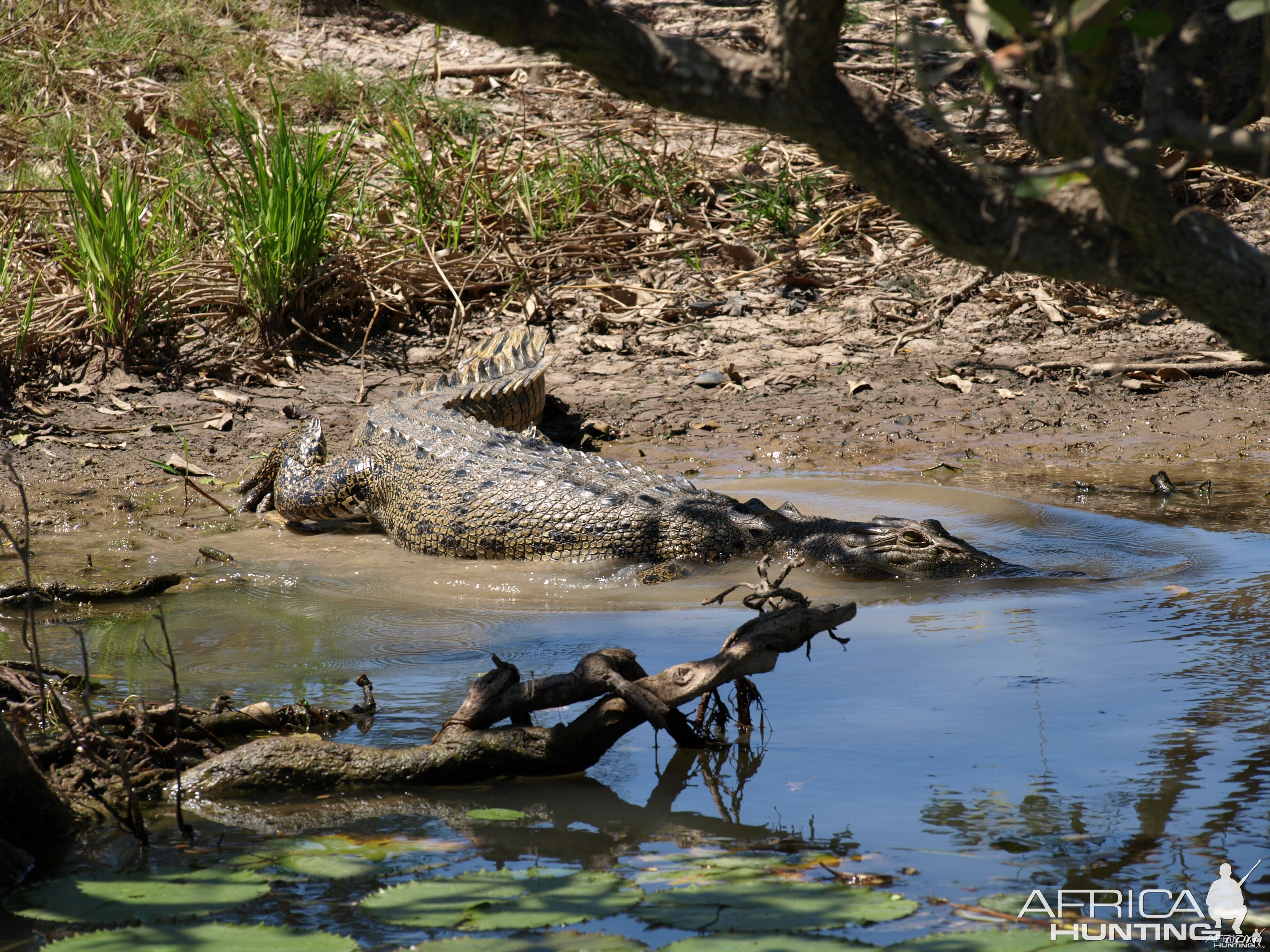 Arnhemland scenery & wildlife.