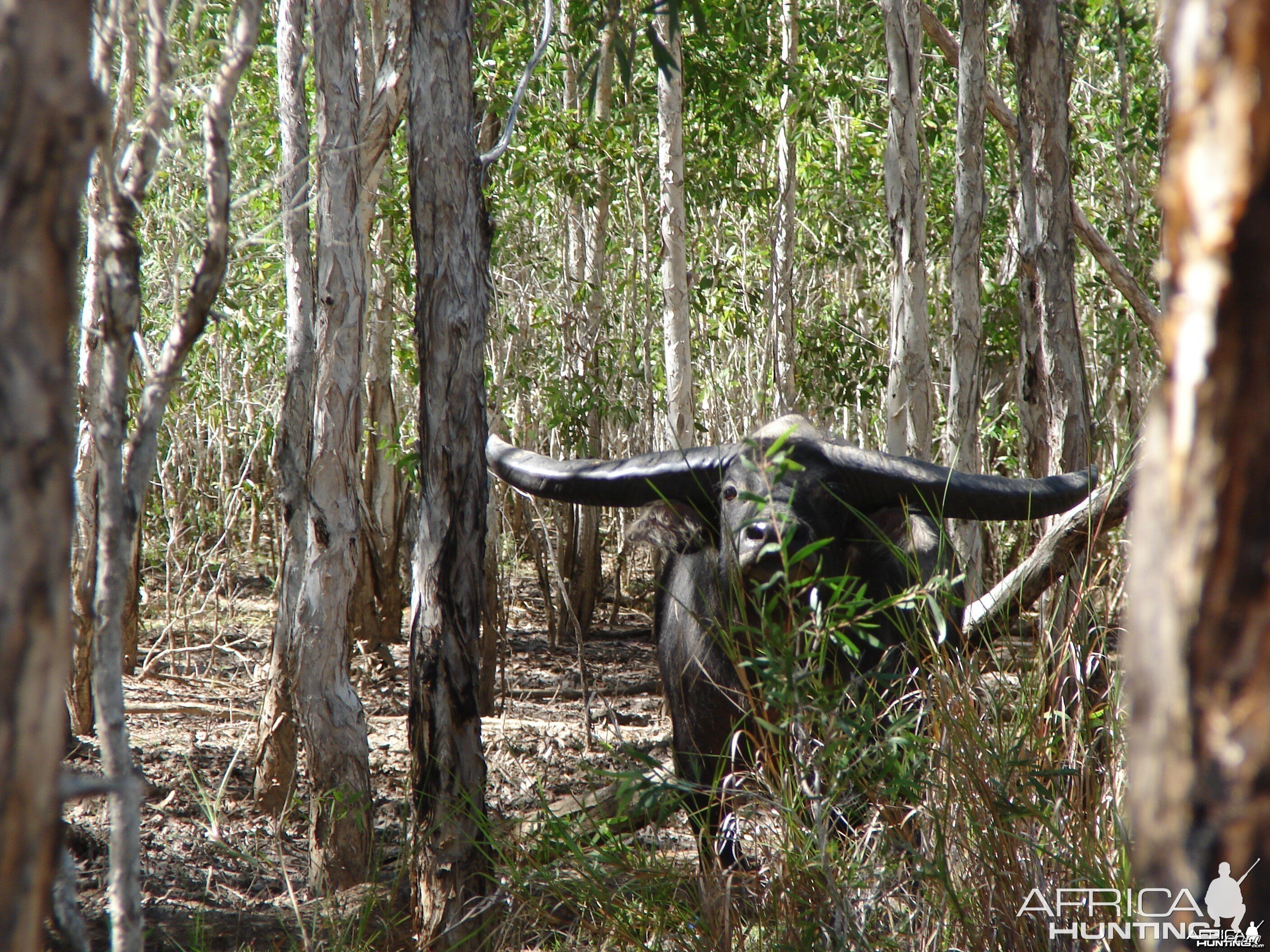 Asiatic buffalo bull, Arnhemland, Australia