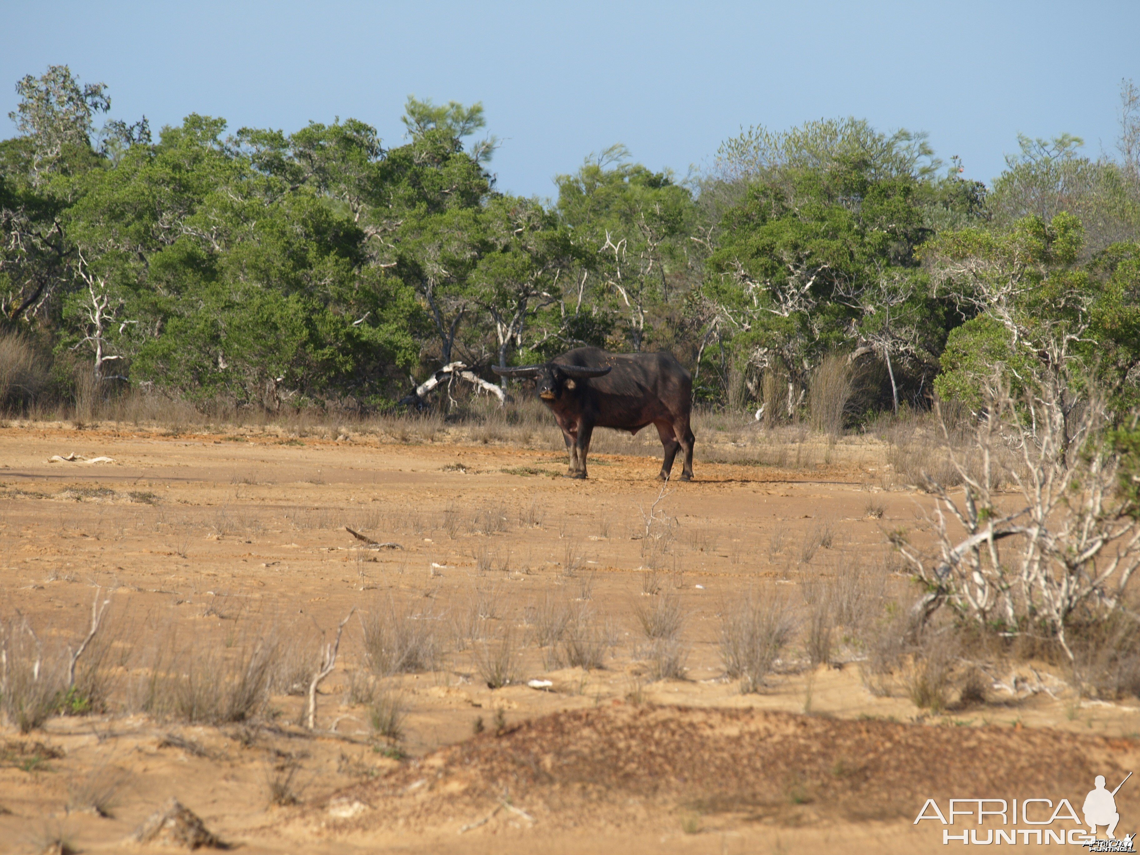 Asiatic buffalo bull, Arnhemland, Australia