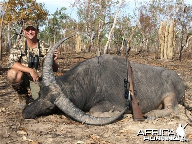 Asiatic buffalo bull, Arnhemland, Australia