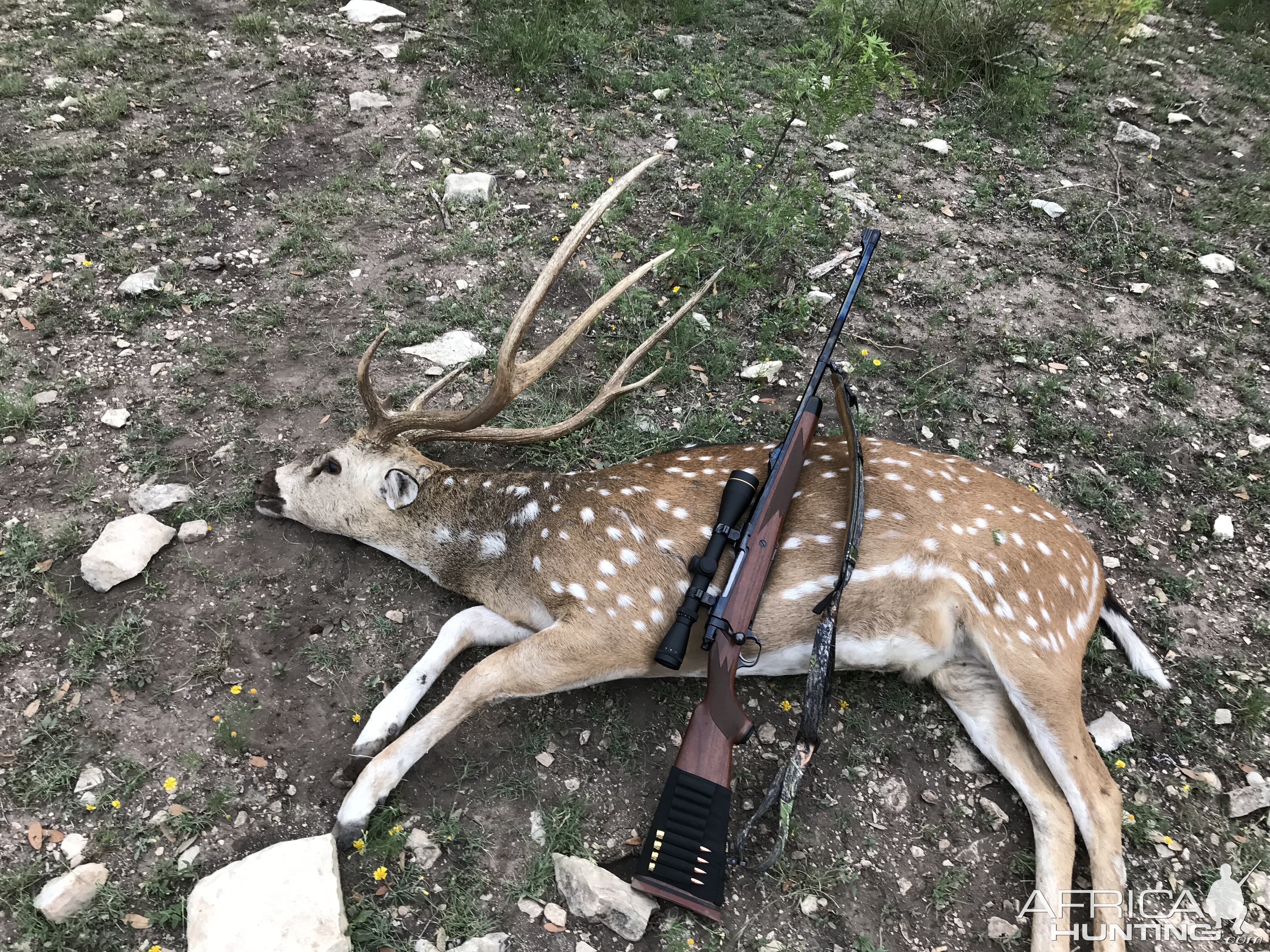Axis Deer Hunting Texas USA