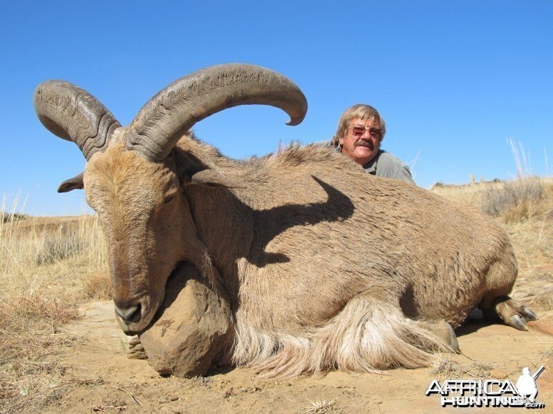 Barbary Sheep