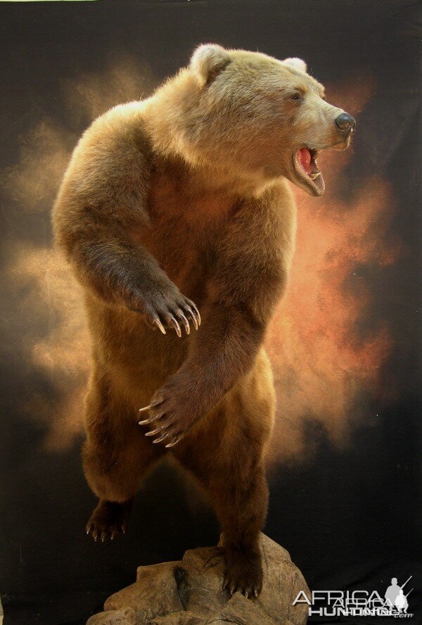 Bear Taxidermy