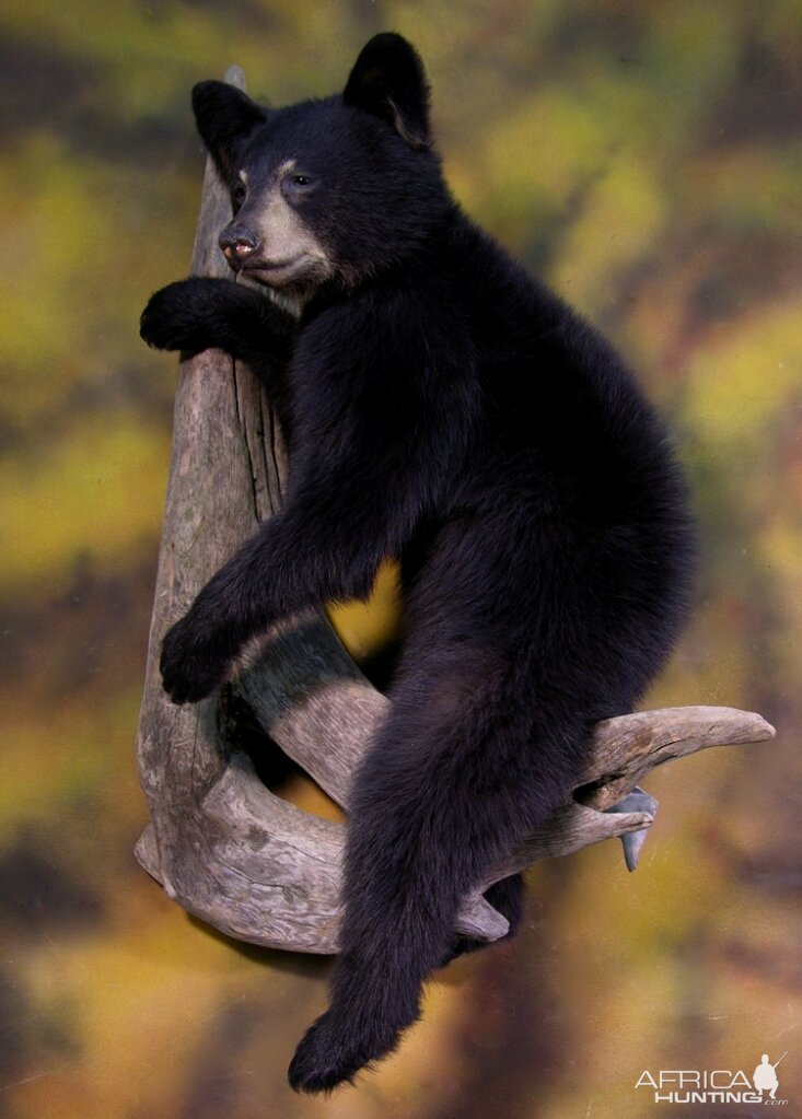 Bear Taxidermy