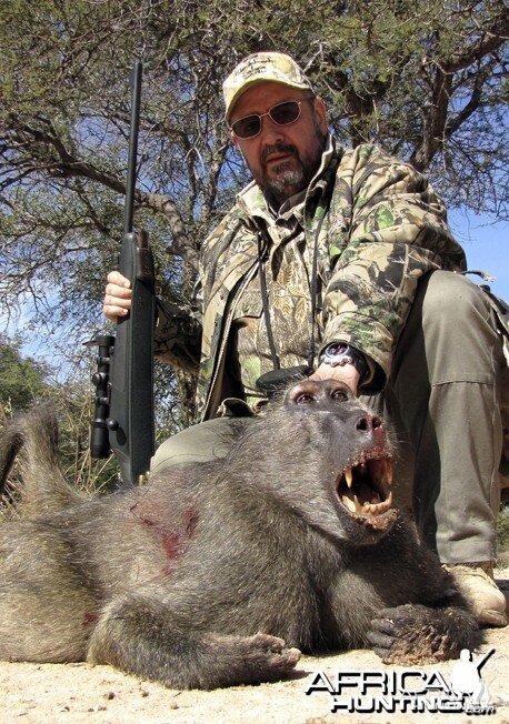 BIG BABOON Blaser 375 HH