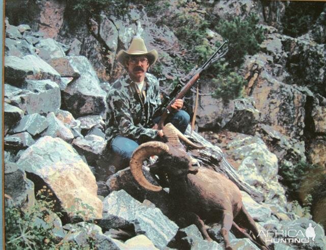 Bighorn Ram