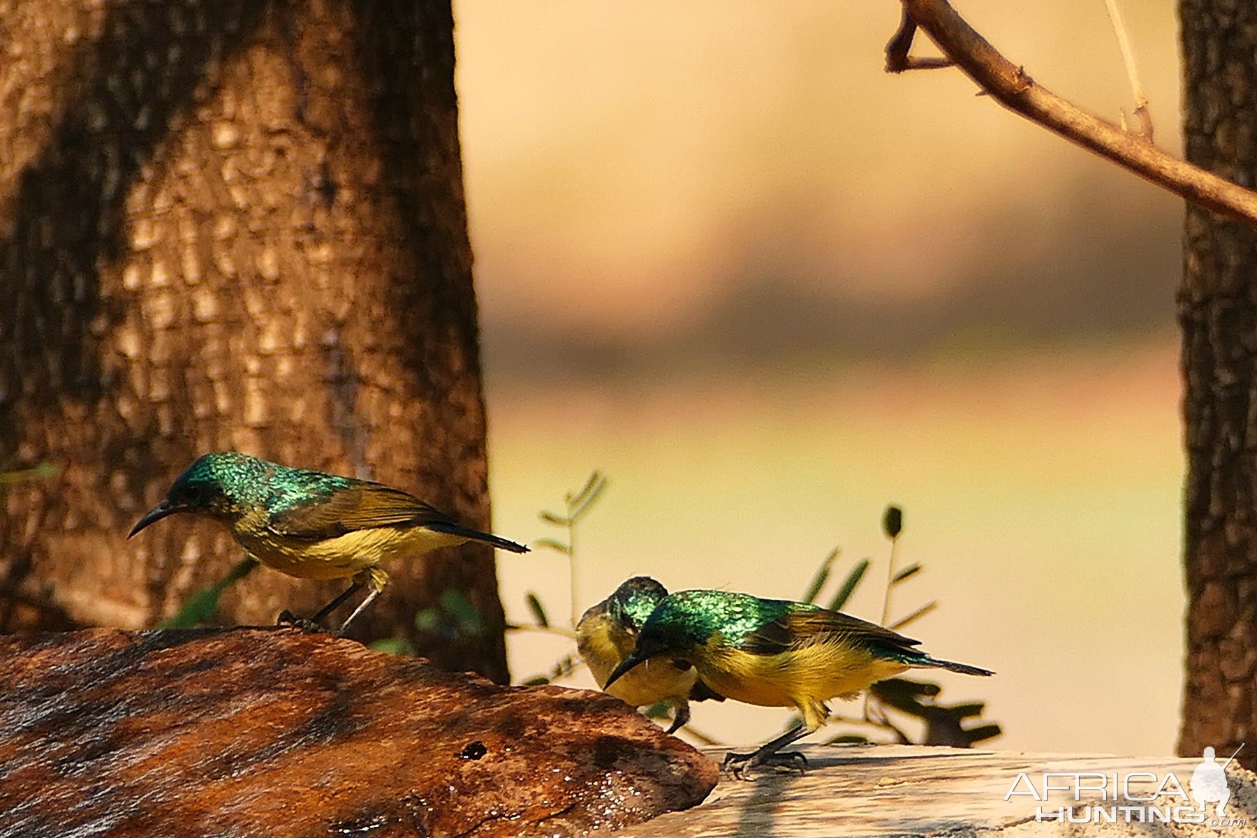 Birds from Zambia
