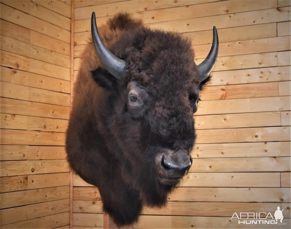 Bison / Buffalo Shoulder Mount