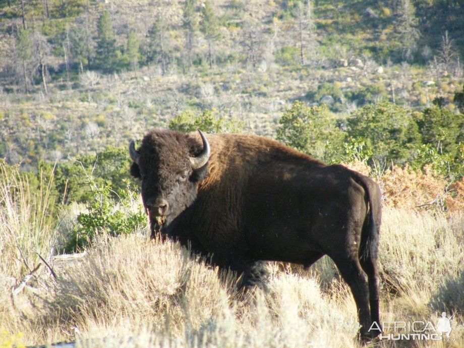 Bison in the Henry Mountains of Utah