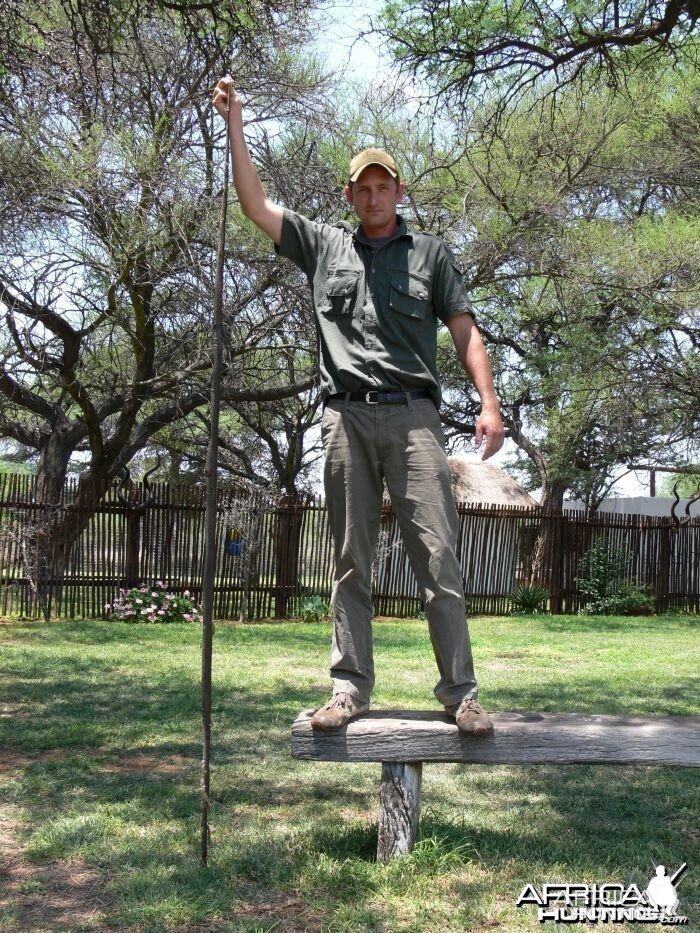 Black Mamba South Africa Huge Snake