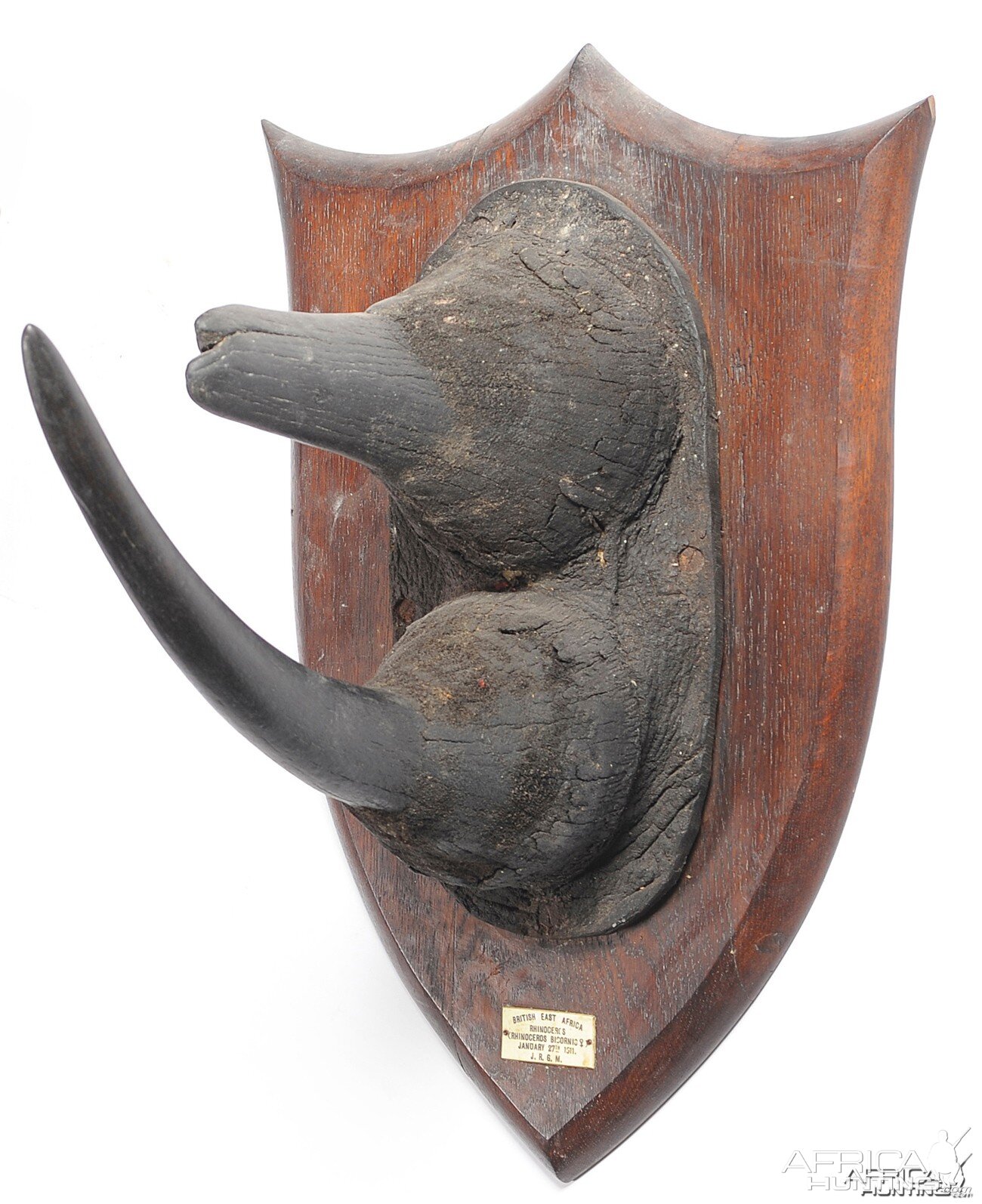 Black Rhinoceros Horns