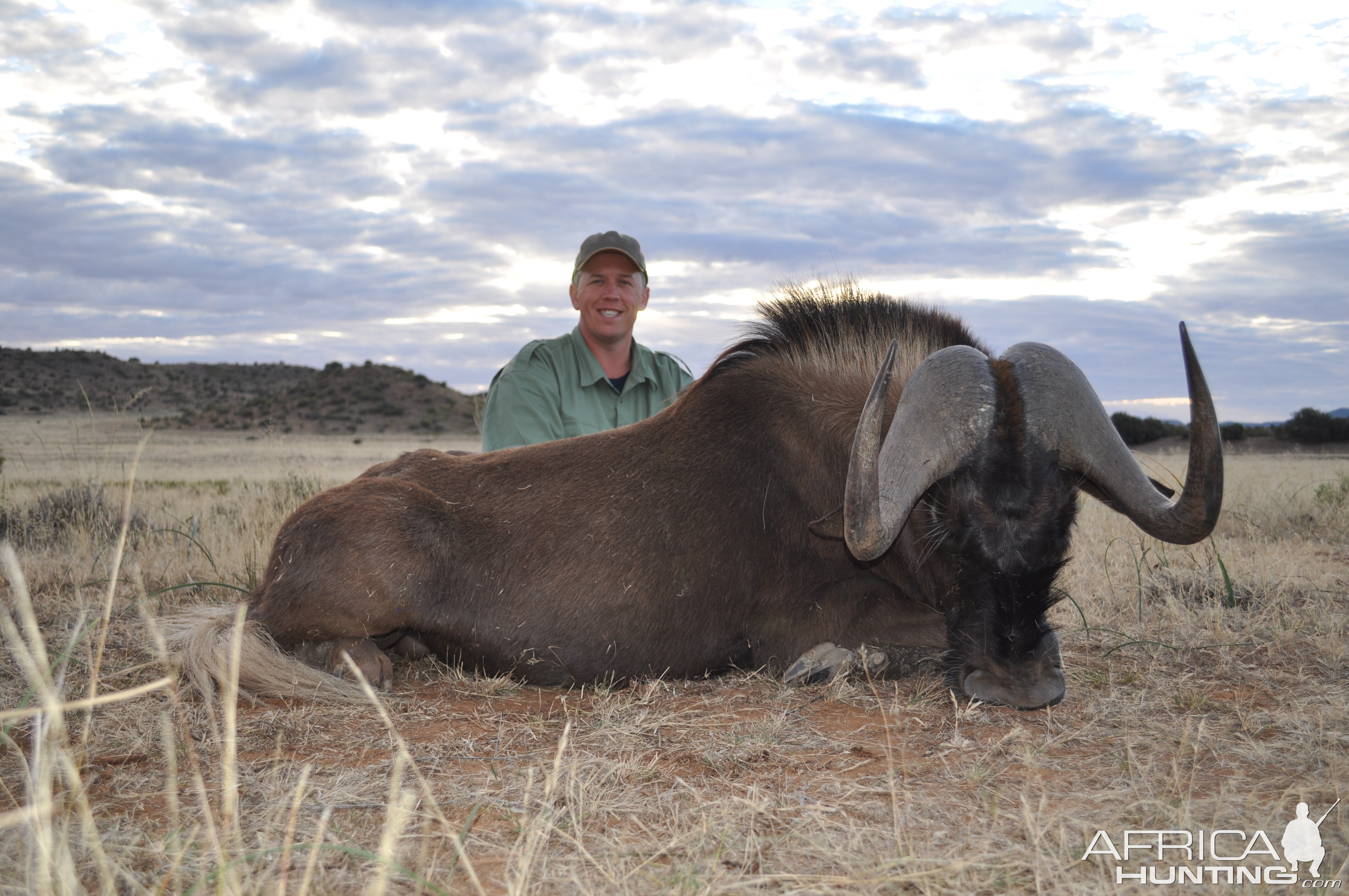 Black Wildebeest with White Lion Safaris