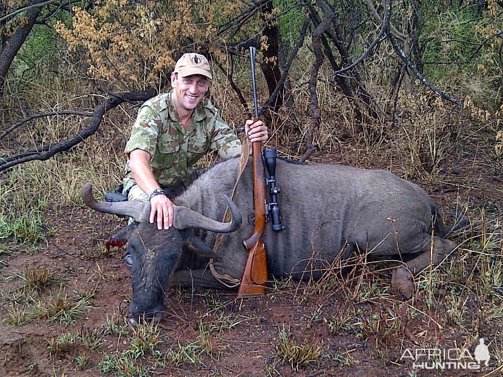 Blue Wildebeest from Colenso