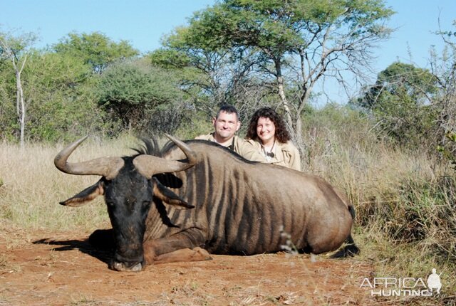 Blue Wildebeest hunt in Limpopo RSA