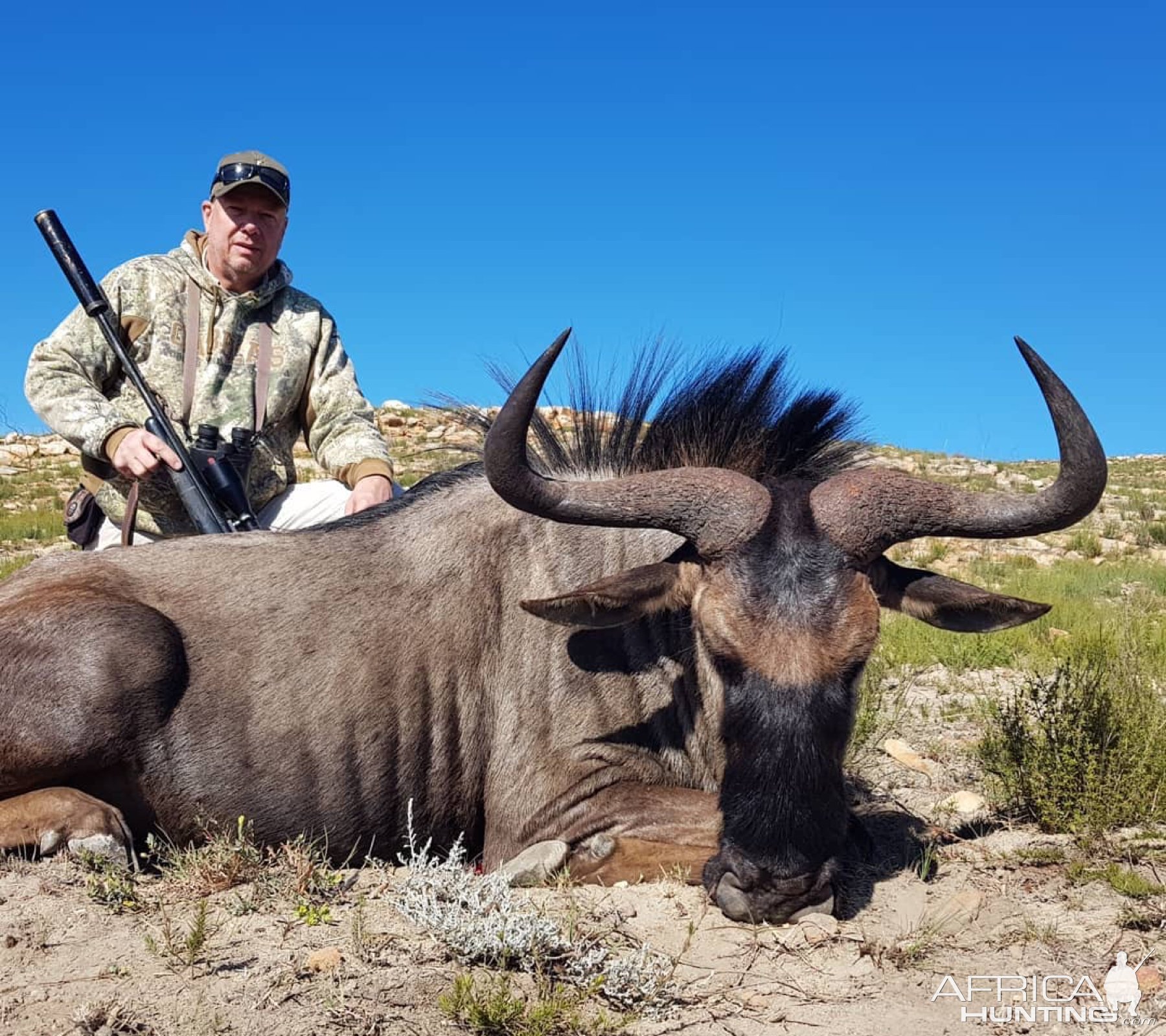 Blue Wildebeest Hunting Eastern Cape South Africa