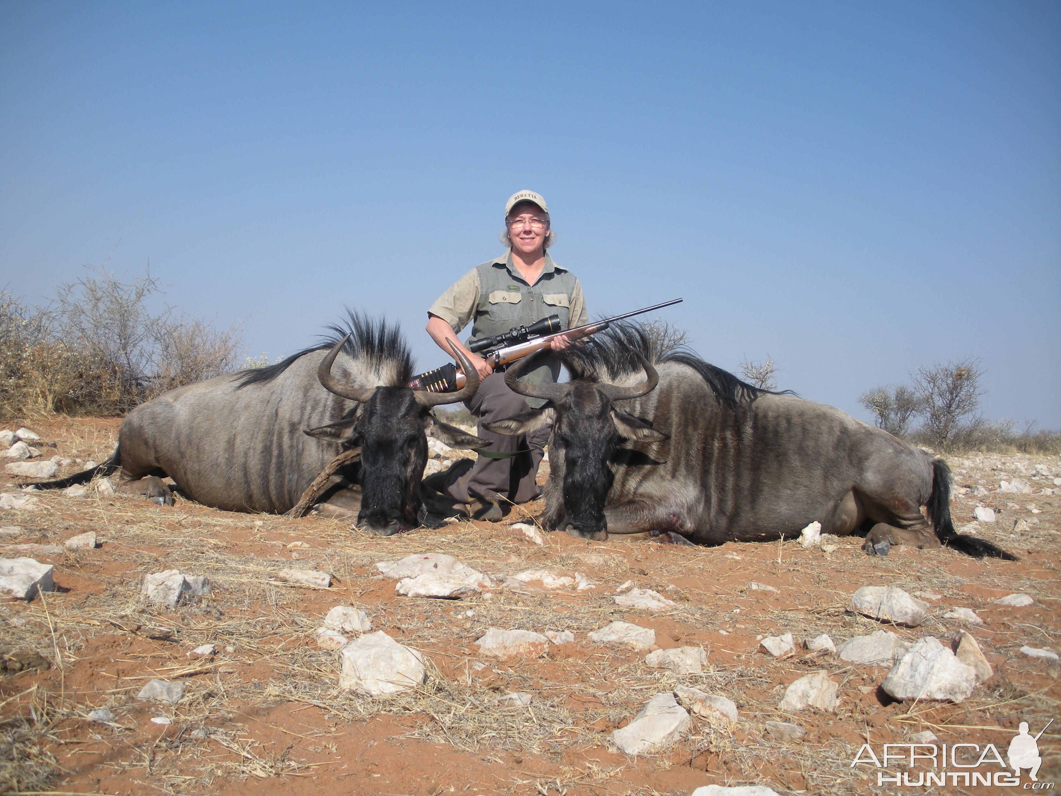Blue Wildebeest Hunting