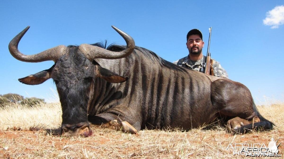 Blue Wildebeest