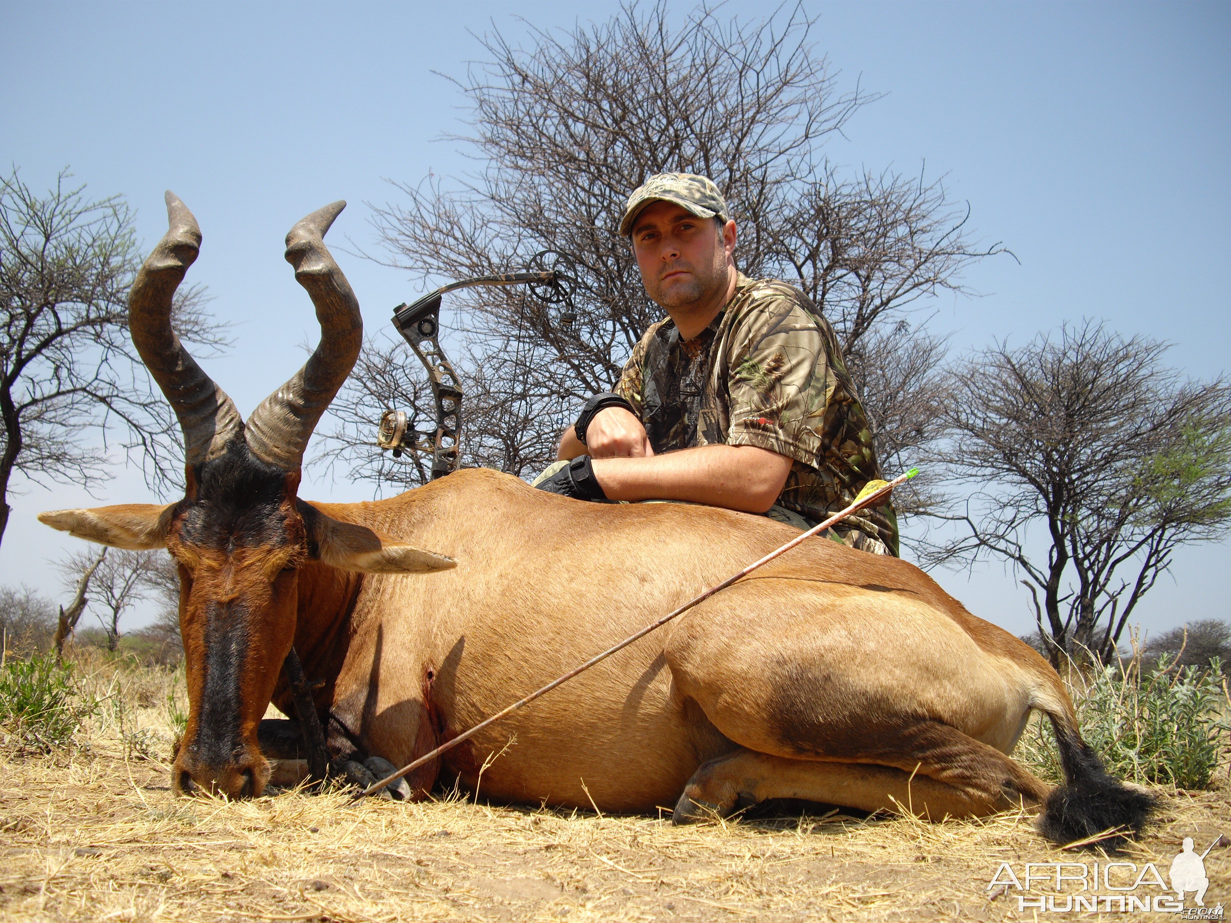 Bowhunting Red Hartebeest in Namibia