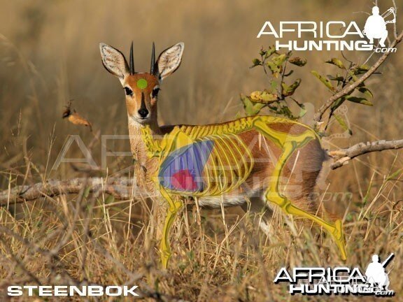 Bowhunting Steenbok Shot Placement