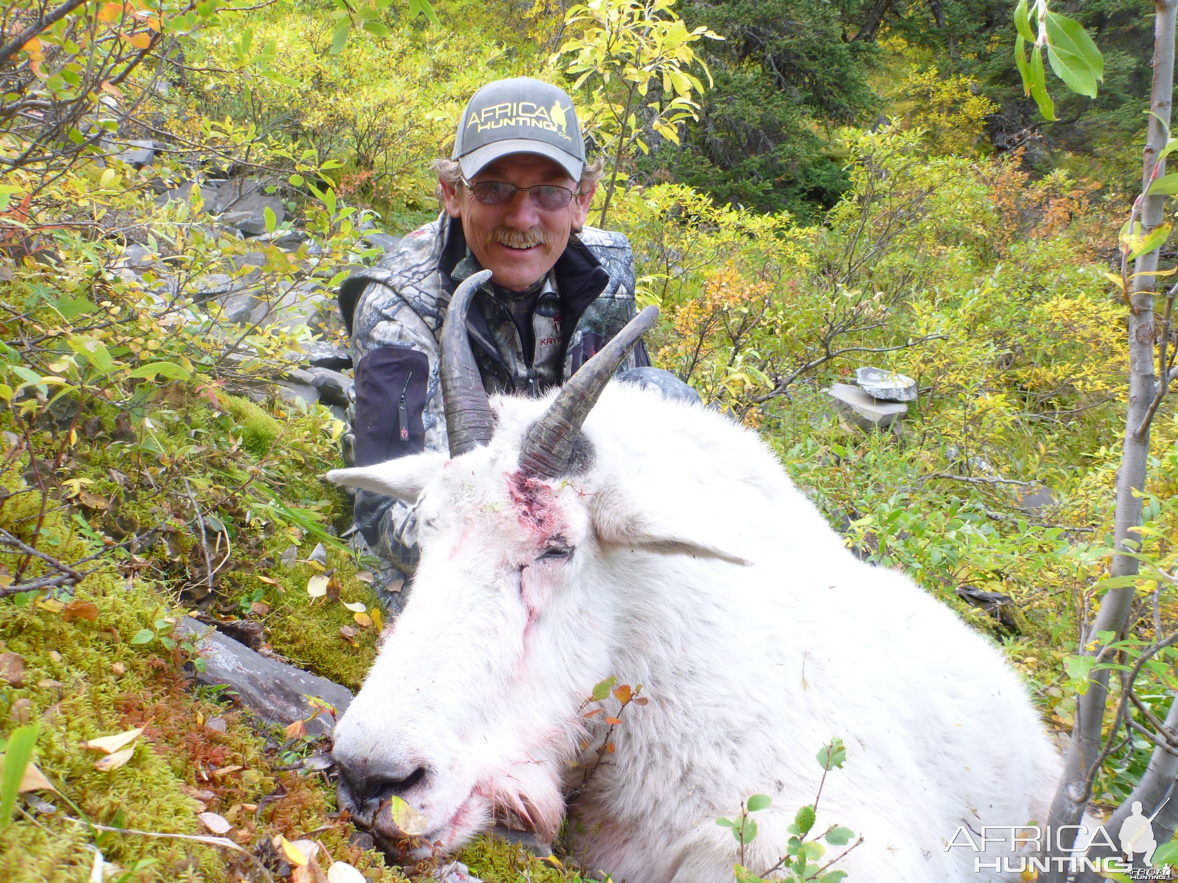 British Columbia Mountain Goat