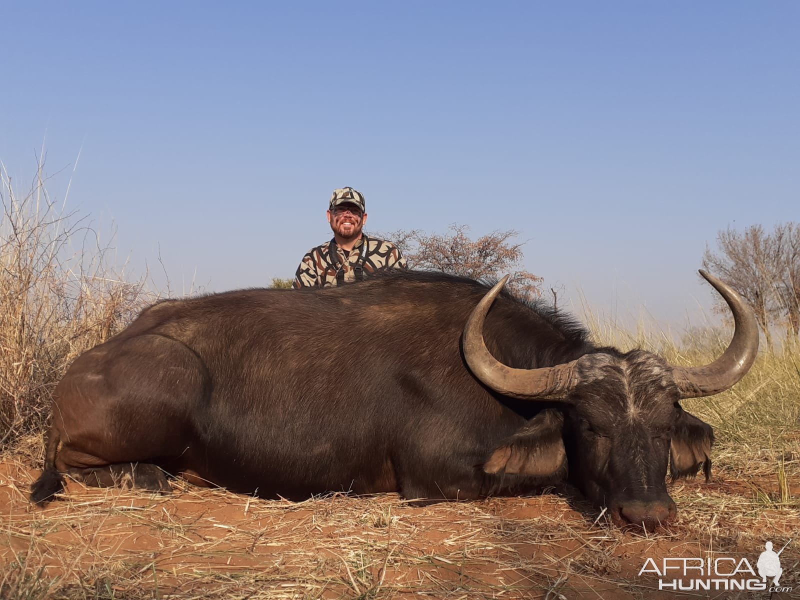 Buffalo Cow Hunting South Africa