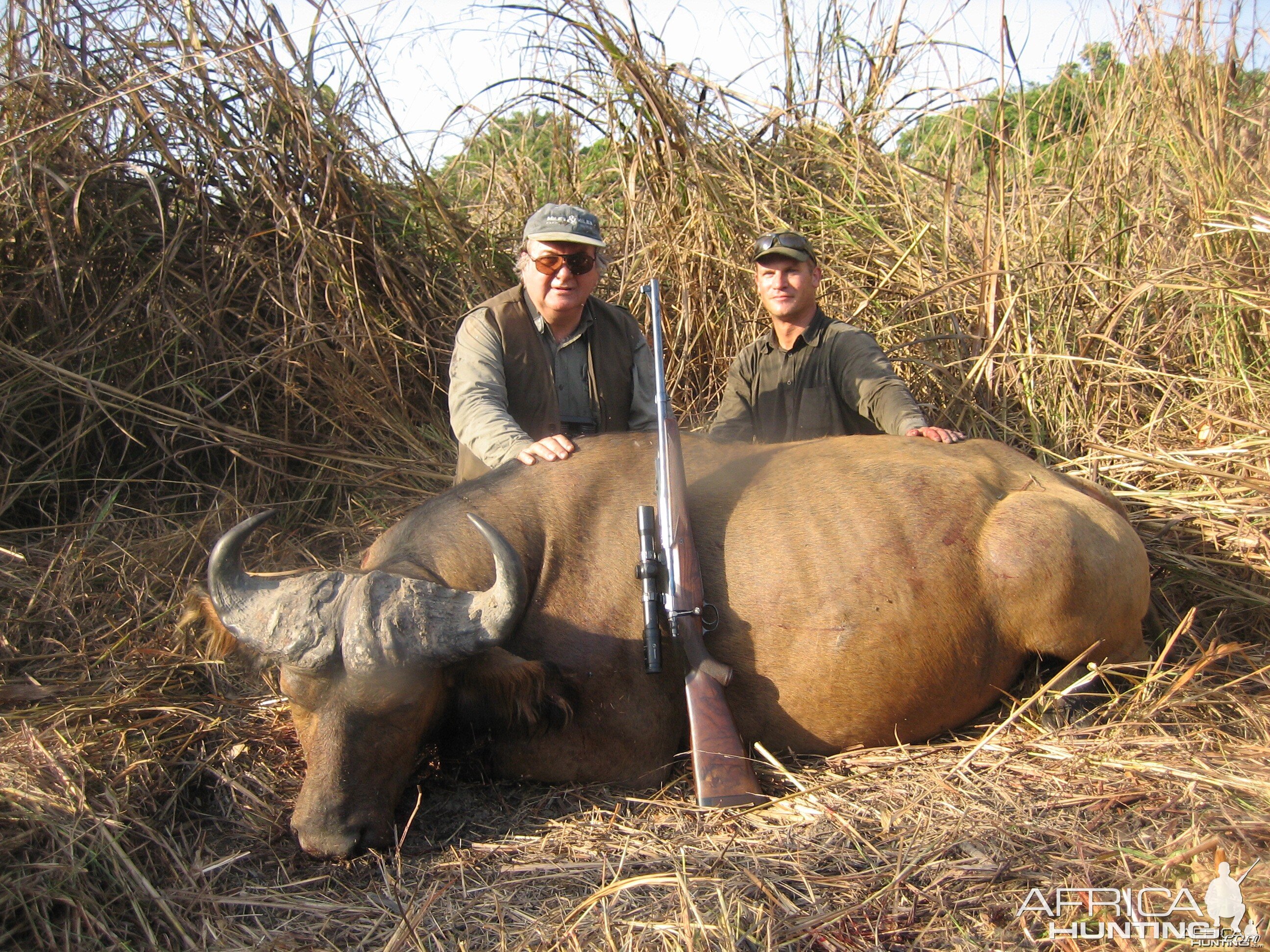 Buffalo hunted in Central African Republic with CAWA
