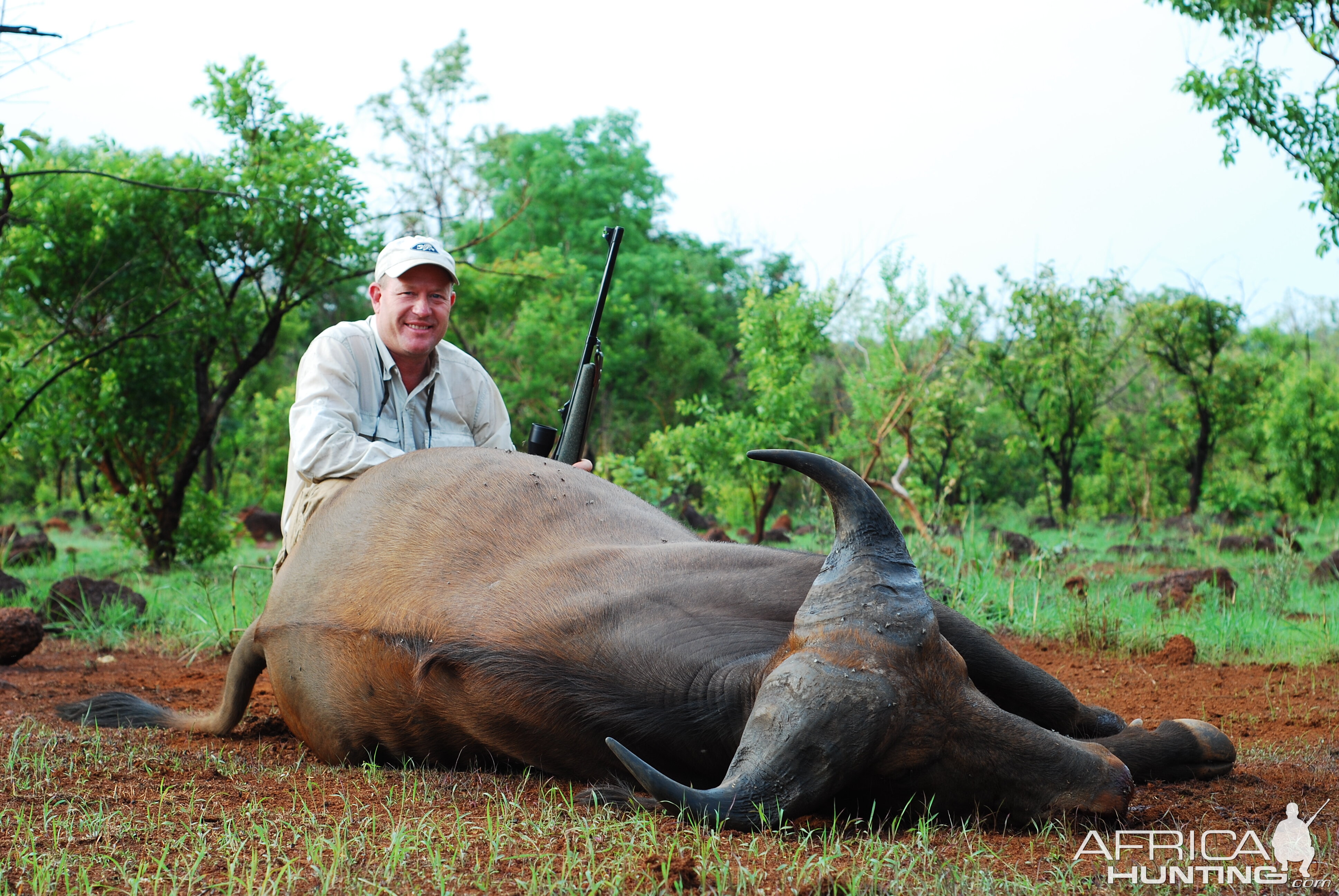 Buffalo hunted in Central African Republic with CAWA