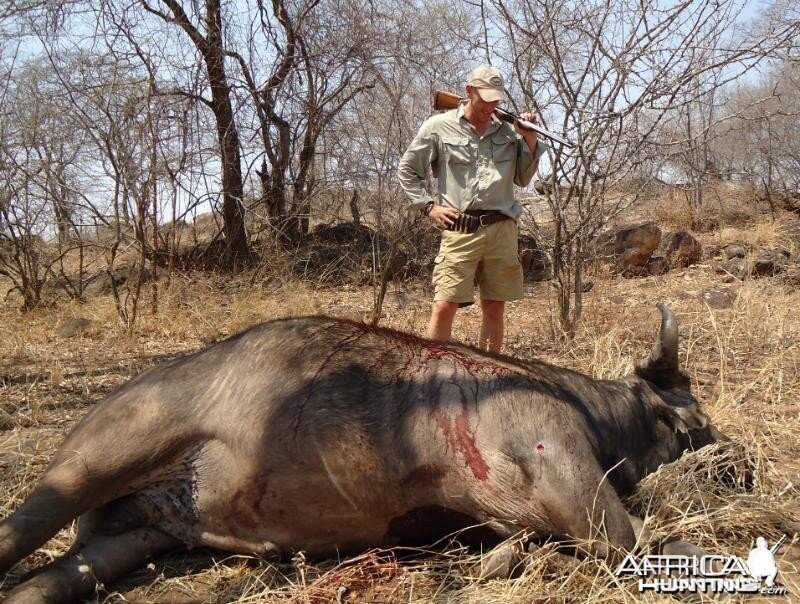 Buffalo hunted in Zimbabwe